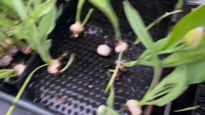 Бонусы от Дударова. Часть 3. Брак 30%.