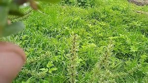 Как цветёт облепиха