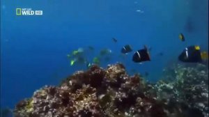 Мир диких животных. Дикая природа. Океан. Морские жители.