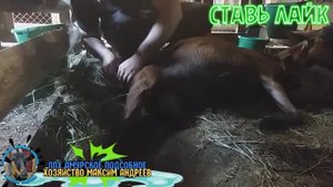 Тяжёлый окот козы Мэрии