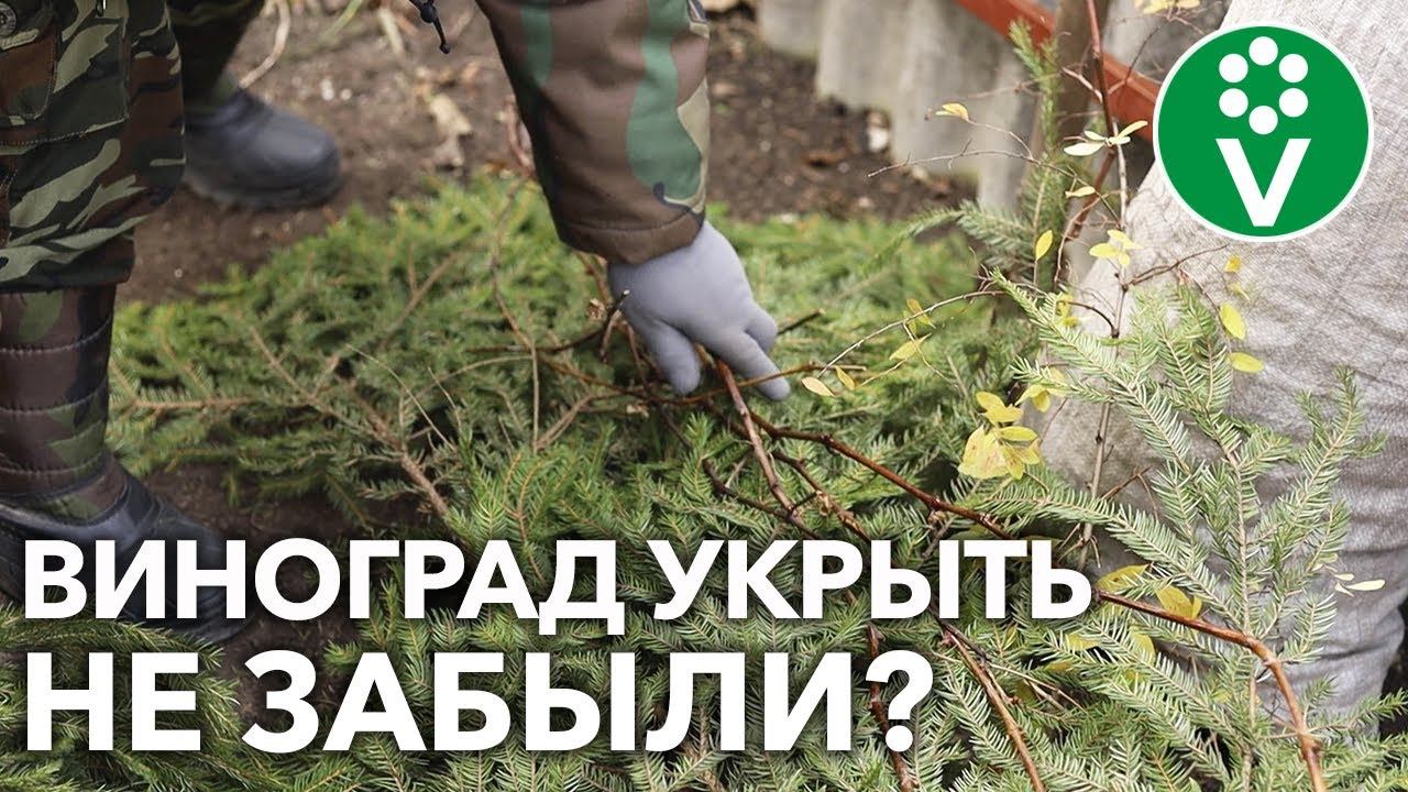 ПОДГОТОВКА ВИНОГРАДА К ЗИМЕ: ОБРЕЗАТЬ, ОБРАБОТАТЬ, УКРЫТЬ! Как это сделать правильно?