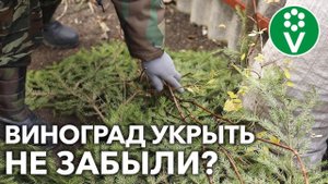 ПОДГОТОВКА ВИНОГРАДА К ЗИМЕ: ОБРЕЗАТЬ, ОБРАБОТАТЬ, УКРЫТЬ! Как это сделать правильно?