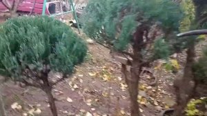 Осенняя стрижка Туи. Autumn TUI haircut.