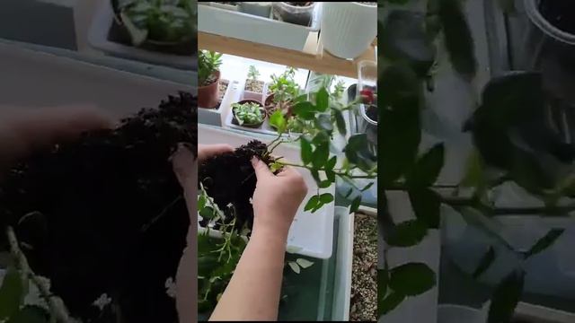 Рассаживаю розочки Кордана. Из двух горшков получаем 8 саженцев. Продолжение следует. смотреть онлайн