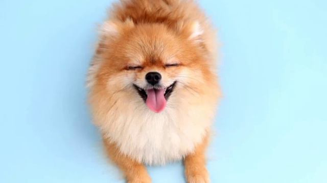 Беларусь Моська Витебск смотреть онлайн