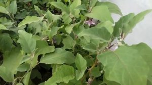 Баклажаны.   Чем опрыскать баклажаны от вредителей, если кусты уже вступили в стадию плодоношения .