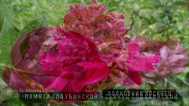 Пионы отечественной селекции | 95 сортов на 214 фотографиях | Слайд-шоу №2