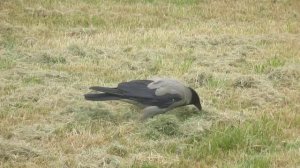 Серая ворона в городе