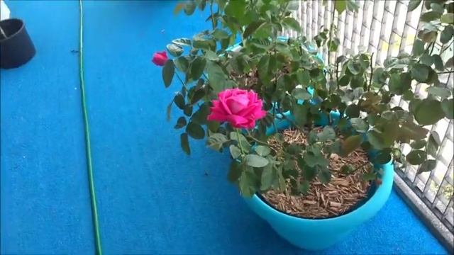 Dark Red Hybrid Tea Roses! Chrysler Imperial, Firefighter ect Part 1 смотреть онлайн