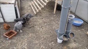 Бункерная кормушка из труб для кур
