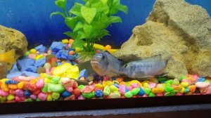 Драка рыб Пиндани