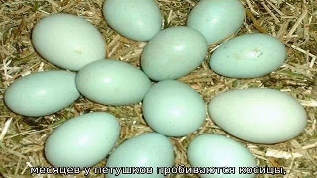 Араукана (порода кур)