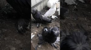 Голуби бухарские, павлины, барабанщики