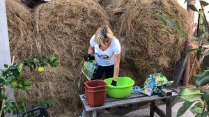 МИКРОЦИТРУС АВСТРАЛАЗИКА | ВЫРАЩИВАНИЕ | ПЕРЕСАДКА