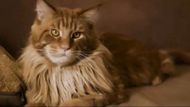 5 самых умных пород кошек. смотреть онлайн