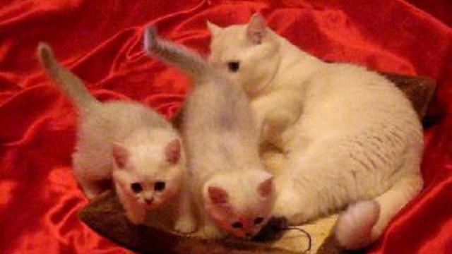 Британские котята ШИНШИЛЛЫ