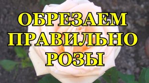 ОБРЕЗАЕМ РОЗЫ РАЗНЫХ ГРУПП ПРАВИЛЬНО / как правильно обрезать розы?