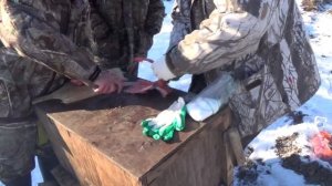 Как засолить быстро гольца в тундре....