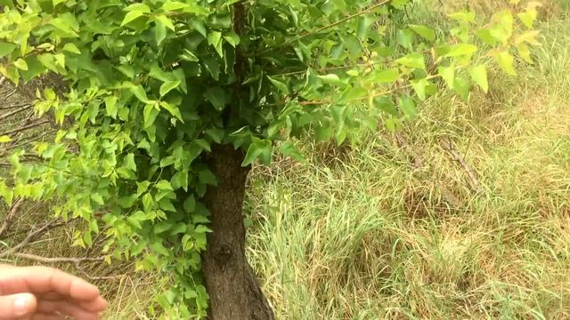 От ЭТОГО могут погибнуть Ваши деревья / Вредители сада смотреть онлайн