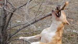АМСТАФФЫ - просто смотрите!) Staffordshire terrier