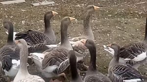 Бойцовые гуси!  Еденские! Горьковские!