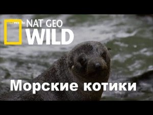 Nat Geo Wild Морские котики битва за выживание   Fur Seals. Battle for Suvival