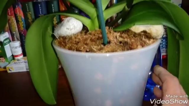 Дикий Кот Wildcat | ОБЗОР ОРХИДЕИ смотреть онлайн