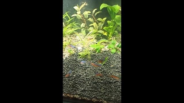 Caterpillar 1 дюйм (25 мм) смотреть онлайн