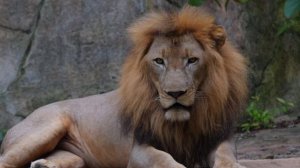 Tristeria-Africa.mp4