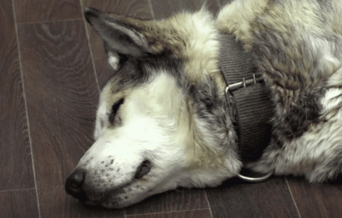 Собака умершего главы района в Якутии два года ждет хозяина в его кабинете