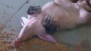 Идем в Екатеринбургский Зоопарк