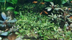 #аквариум200литров#aquarium Аквариум 200 литров после подмены. Немного обо всем.