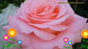 Роза чайно-гибридная Сильвия. Краткий обзор, описание характеристик, где купить саженцы Sylvia