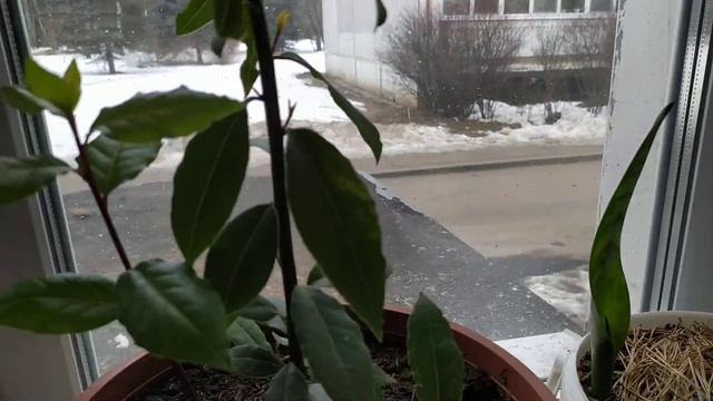 Лавр благородный на подоконнике. Обзор...