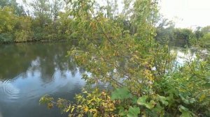 ловля щуки в сентябре с берега на малой реке.