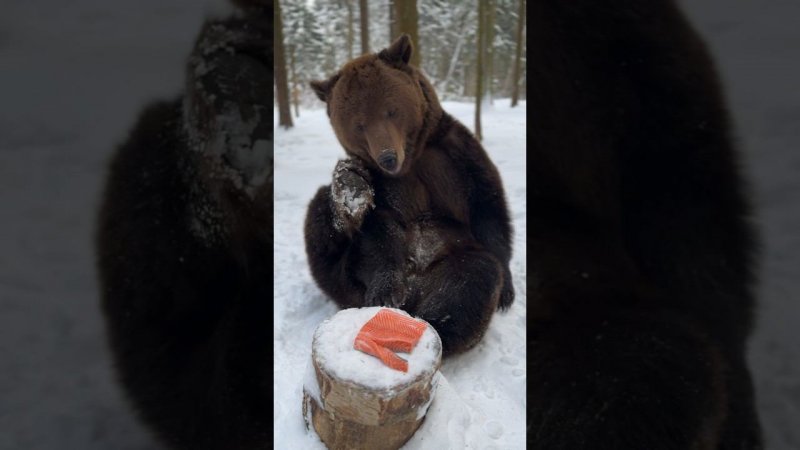 Медведь напал на лосось