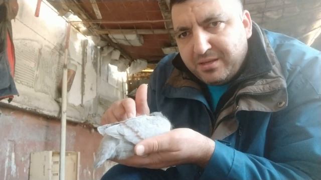 почтовые спортивные голуби - рутина в голубятне смотреть онлайн