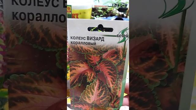 Наперстянка,колеус...пересадка и уход