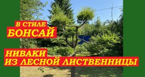 В стиле БОНСАЙ. Ниваки из лесной лиственницы. В саду Елены Романовой, г.Павловск,СПб.