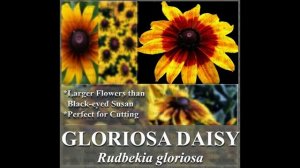 Gloriosa Daisy Daisy Seed - Rudbeckia gloriosa FLOWER SEEDS on  www.MySeeds.Co