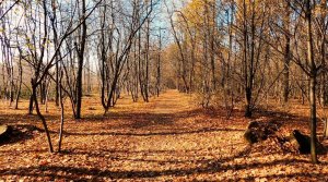 Осенний лес. Очаровательная осень. Золотые пейзажи осени. Лесные пейзажи . Красивая музыка.
