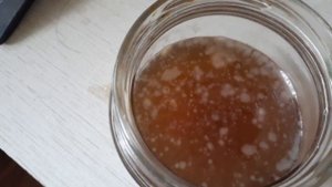 Чайный грибок с нуля,зародился на лимоной кислоте!??