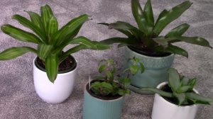 Houseplants That Don't Mind Being Dry