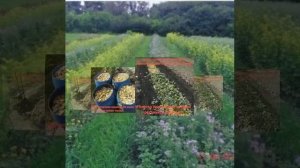 Карпатское Чудо урожайные грядки В.Розума