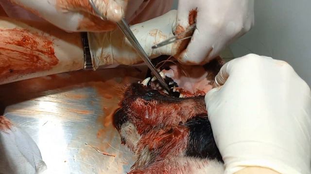 Бугай Алабай. Любовь зла. Магия Мира. смотреть онлайн