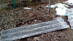 Простое и проверенное укрытие винограда на зиму. надёжный способ.