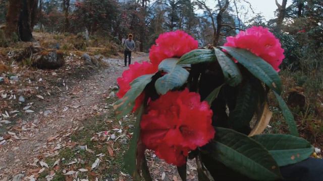Mad Honey Experience Of My Friend & Visiting The Rhododendron Forest In Manang 😓😄😂 смотреть онлайн