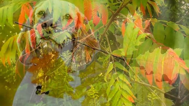 Осень - дивная сказка смотреть онлайн