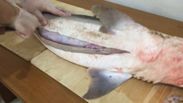 Обзор Акулы!!! Делаем сыровяленую акулу!!! Печень акулы лечит рак смотреть онлайн