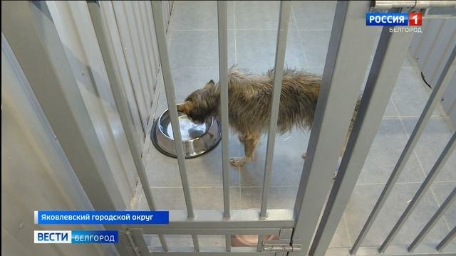 В Строителе появился приют для бездомных животных